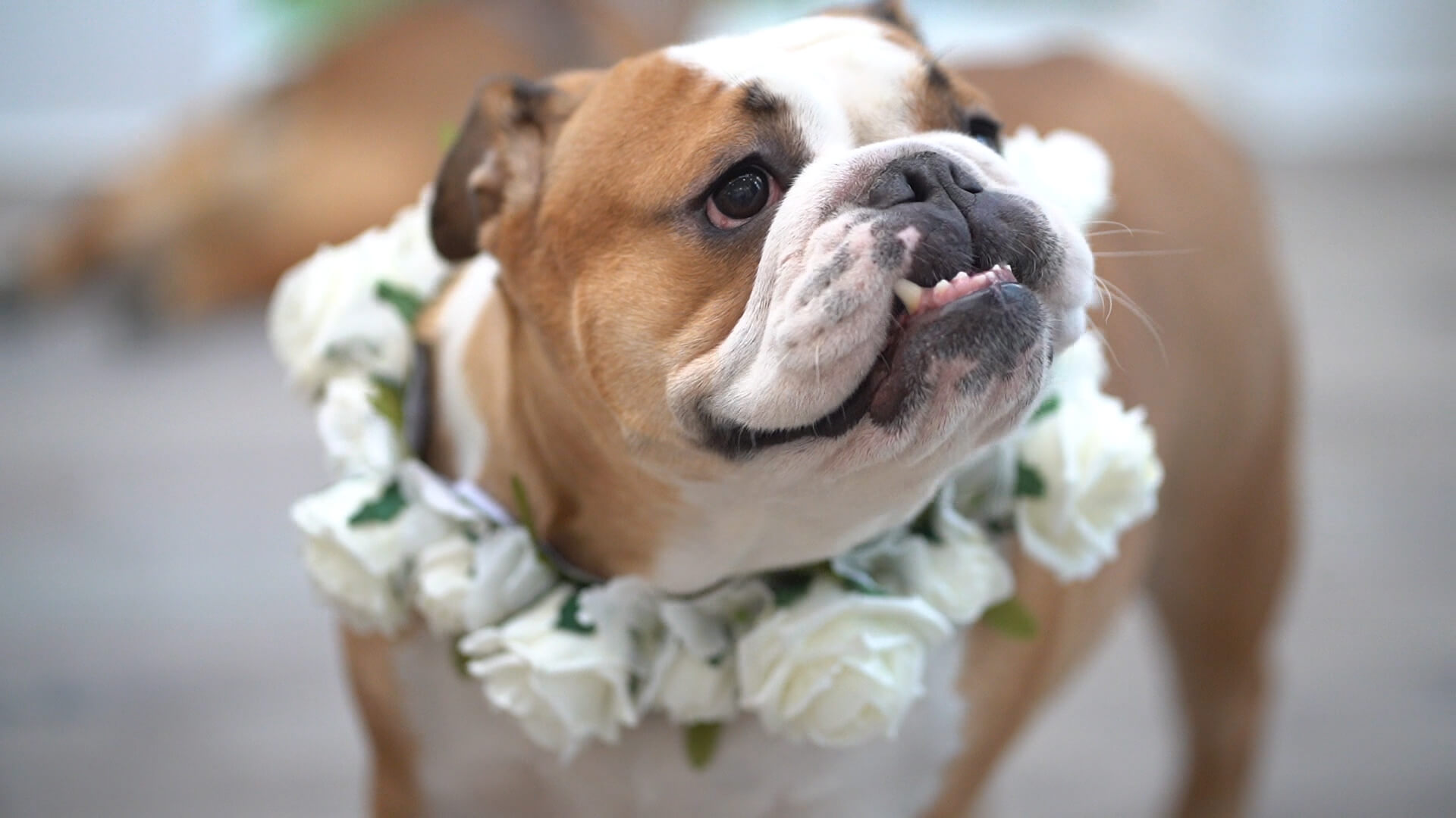 Brian the british bulldog waiting for the woodhill hall wedding ceremony